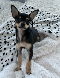 Fully-Vaxxed Female Chihuahua