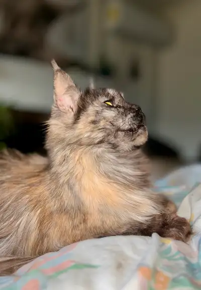 Plume est une Femelle Maine Coon née en 2021 . Stériliser et vacciner ! Habituer de vivre avec d’aut...