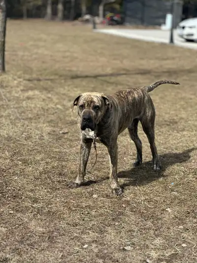 Presa Canario Dog, View more
