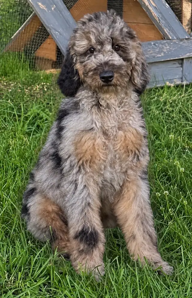 Mini Goldendoodle puppies | Dogs & Puppies for Rehoming | Mississauga ...