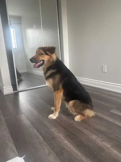 Stunning 1-Year-Old Female Shepherd Mix Available!, View more