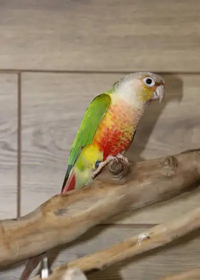 Pineapple Conure , View more