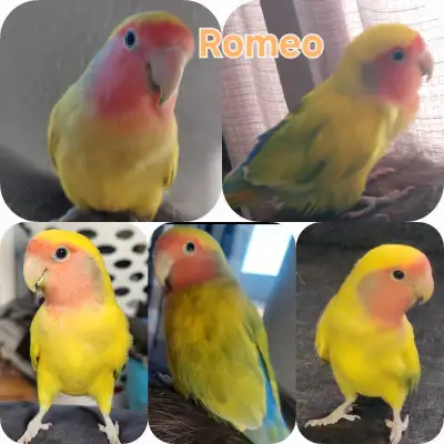 Lovebird pair. Pheobe is only partly hand tame. Romeo is hand tame he will need time to trust you on...