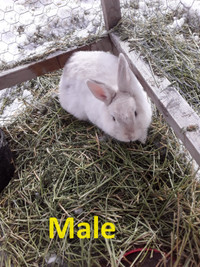 7 month old male rabbit