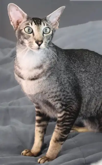 Blue Tabby Oriental Shorthair Female Kitten , View more
