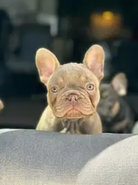 French Bulldogs Puppies FOR SALE