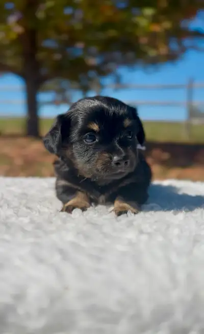 Dachshund x Chihuahua Mix - Chiweenie Puppies for Sale, View more