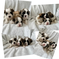 2 left ! Maltese x Shihtzu Puppies (Malshi) 