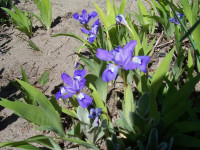 Miniature Iris