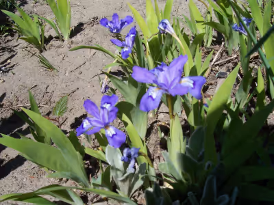 Miniature Iris: $1 per rhizome. Phone 250-763-7357. Please leave message if no answer. Unable to rep...
