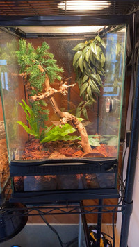 crested gecko, tank, lamp,  accessories, food (all included) 