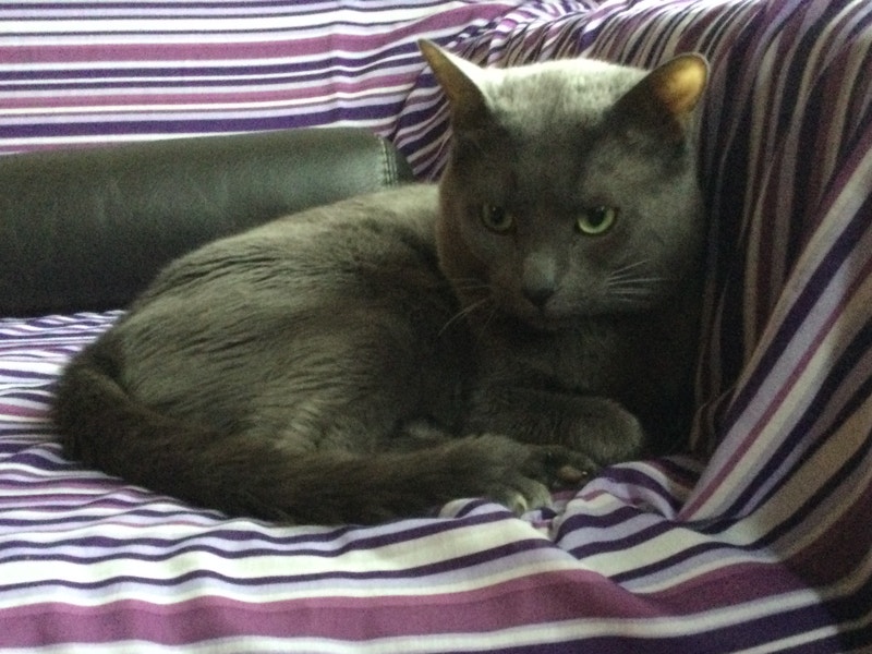 2 Handsome Males Russian Blue need a Home Make an OFFER Cats