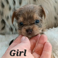 Super Tiny Yorkie Puppies with a touch of Mini Pug!