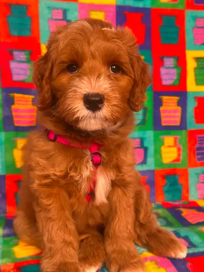 GUARDIAN HOME OPPORTUNITY FOR AUSTRALIAN LABRADOODLE PUPPY, View more
