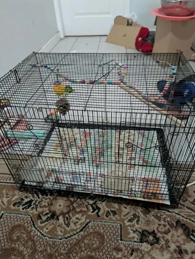 large cage for birds  in Birds for Rehoming in Delta/Surrey/Langley - Image 2