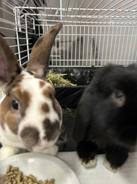 8 month old bunnies for sale with cage