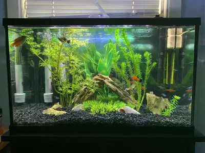 10 gallon tank setup, View more