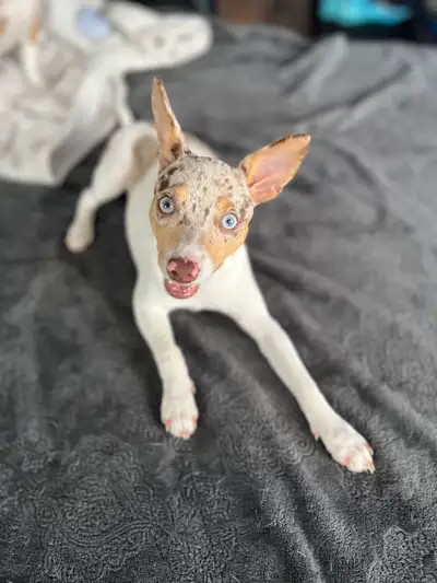 Chiot Rat Terrier Miniature, View more