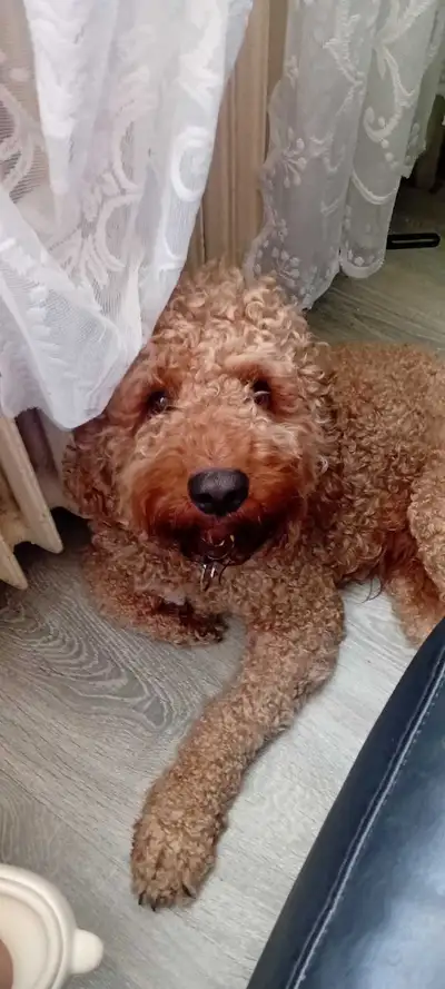 very friendly puppy playful 1 year old boy 800$