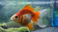 big male goldfish