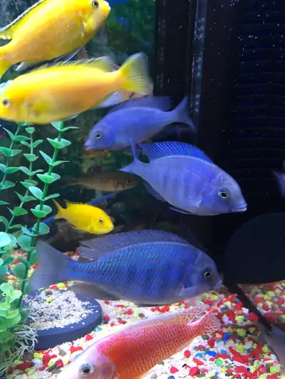 Dauphin moori et Labidochromis de 3 po et demi 4 po Repentigny, View more
