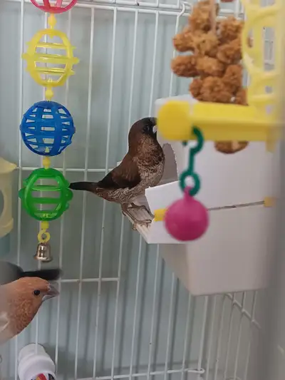 1 moineau du japon male a vendre ou a echanger contre une femelle je suis dans bellechasse