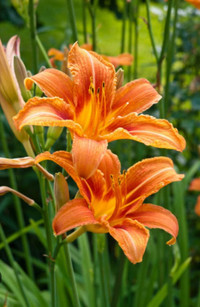 Orange Day Lillies