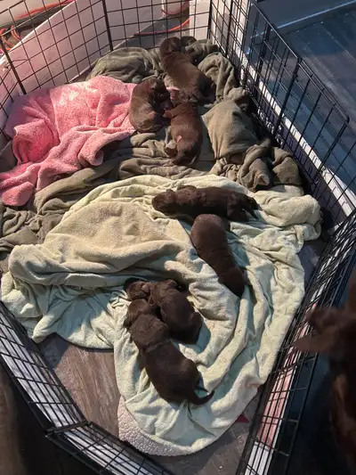 Chiots Labrador Brun, 4 femelles brunes et 4 mâles bruns. Né le 9 décembre 2025, prêt à partir 3 fév...
