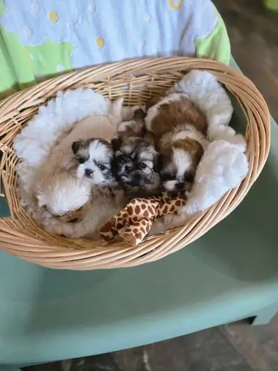 Très beaux et adorables shih tzu SVP bien lire avant de m'écrire Si vous chercher un(e) sublime shih...