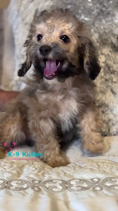 Mini Cockapoo  Puppies Ready Now!, View more