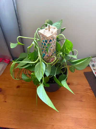Live & Healthy pathos  in Ceramic pots asking $15. Each OBO, View more