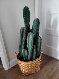 Gros cactus synthétique