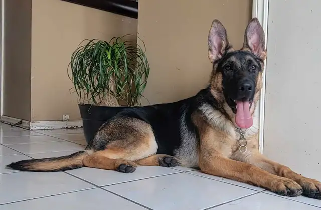 CKC Registered Female German Shepherd in Dogs & Puppies for Rehoming in Hamilton - Image 3