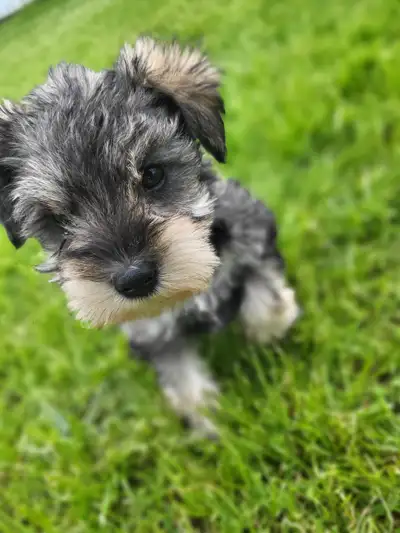 Mini schnauzers - Pure bred. They are hypoallergenic. Will be ready june 4th. We own both parents. W...