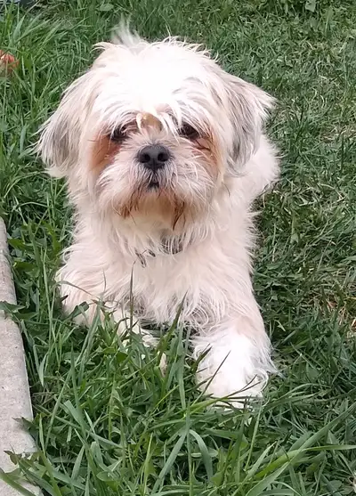 Bichon Shih Tzu dog for sale, View more