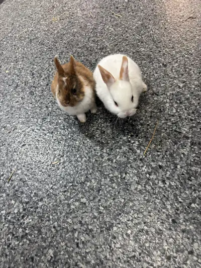  Bébé, lapin, nain, néerlandais 40$, View more