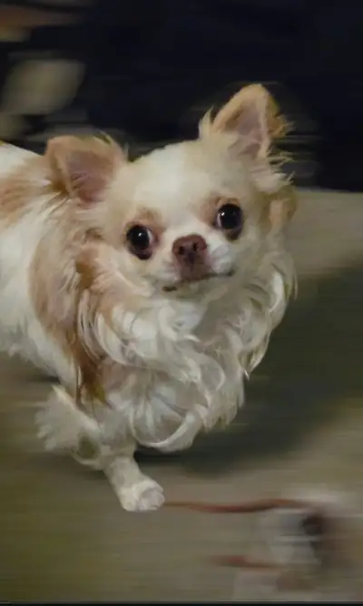 Guardian Home Needed   Chihuahua, View more
