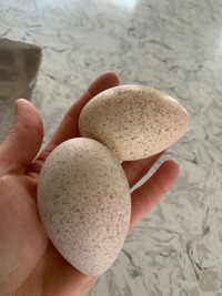Turkey hatching/ fertilized eggs  
