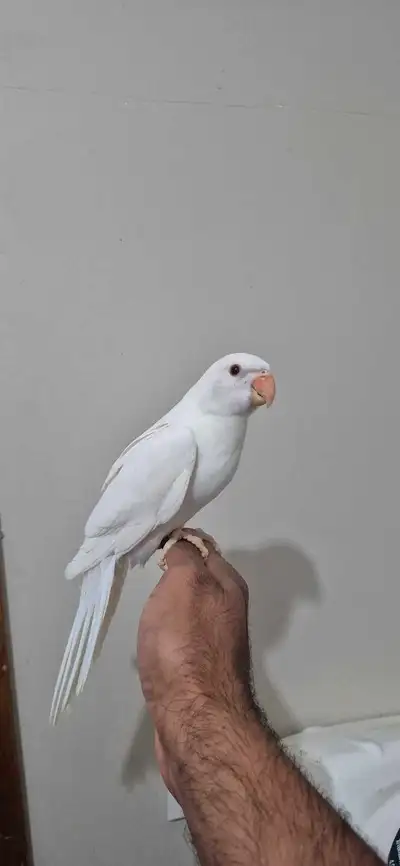 FEMALE albino Indian ringneck available, View more