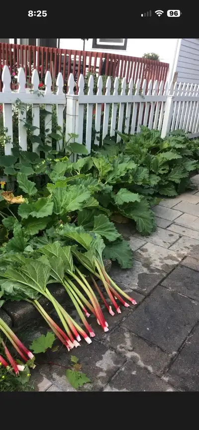 Fresh organic  rhubarb for sale, View more