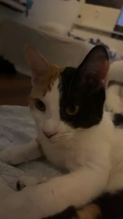 1 year old cat for re homing , View more