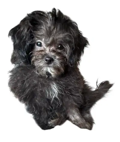 Mini / Toy Shihpoo  puppies F1B ❤️ ready to leave, View more