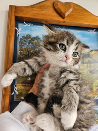 Ragdoll Persian Kitten