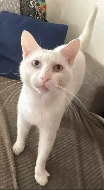 Chat male (1 ans 1/2) a besoin d'une nouvelle maison, View more