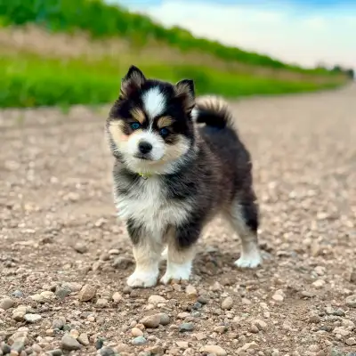 Blue Eyed Pomskies! (Mini Huskies), View more
