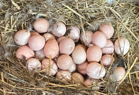 Guinnea Fowl Hatching Eggs