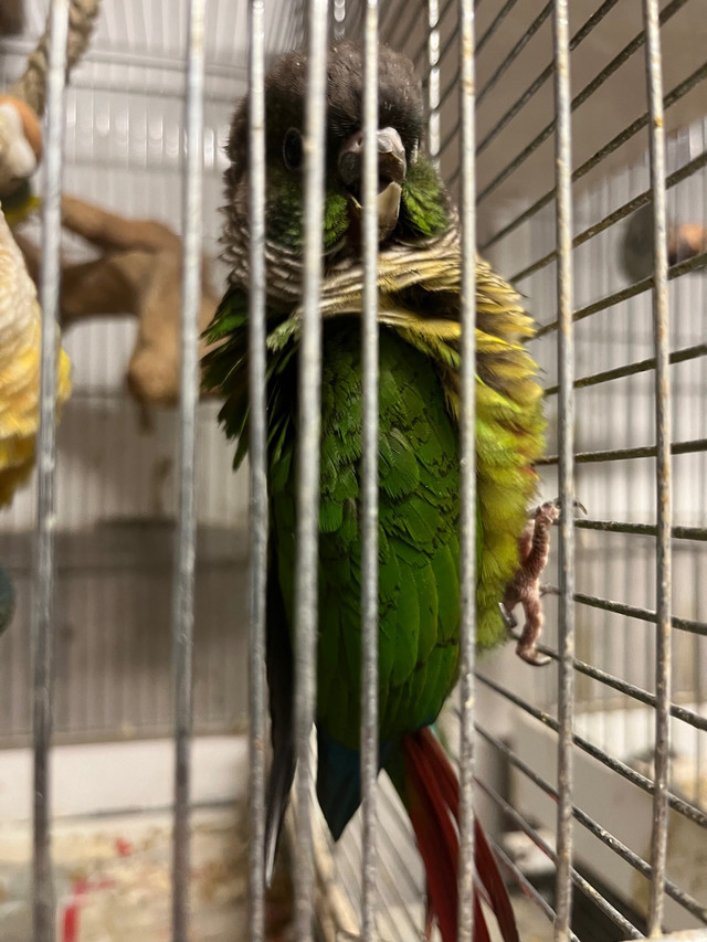 3 couples Conure et Quaker in Birds for Rehoming in Lévis - Image 3