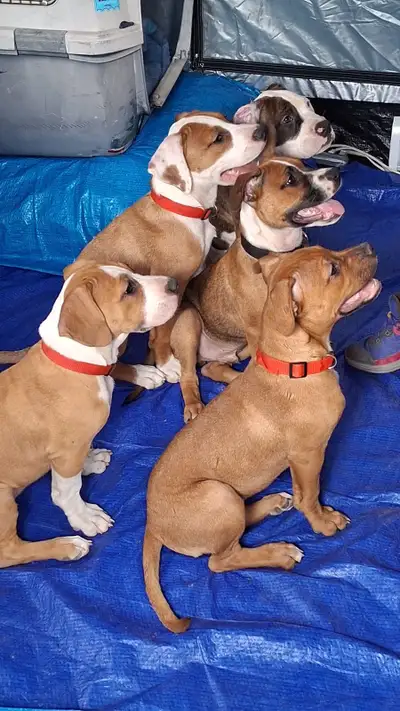Puppies Available!, View more