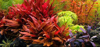 Alternanthera reineckii 'Mini' Aquarium Plant