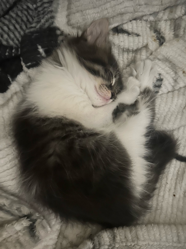 chaton bébé chat  dans Chats et chatons à adopter  à Ville de Montréal